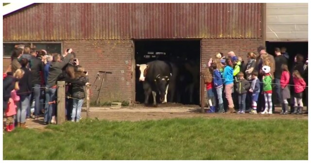 Коровы радостно встречают весну