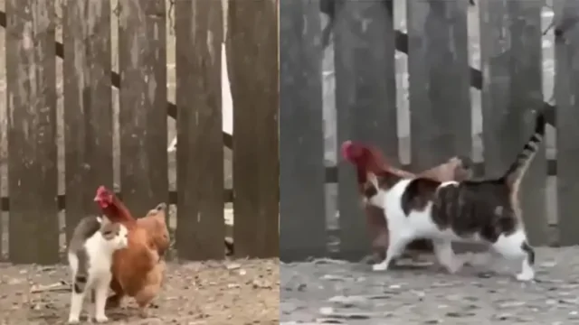 Кот не дает проходу курице