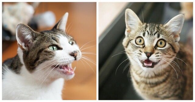 Насколько разнообразны кошачьи звуки