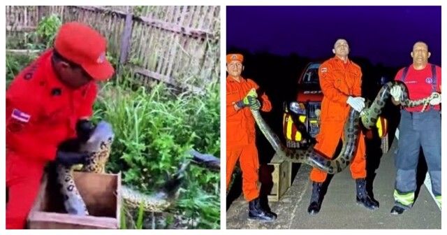 В Бразилии пожарные поймали во дворе дома анаконду