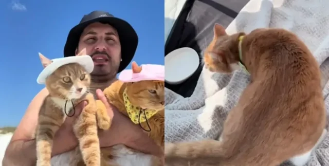 Кошки в шляпках впервые побывали на пляже и увидели море