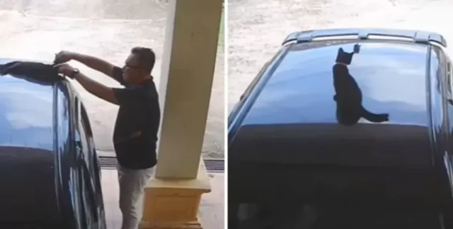 Мужчина сел в машину и поехал, а уже в дороге увидел на крыше своего кота