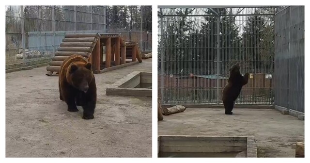 Медведь гонялся за голубем в зоопарке