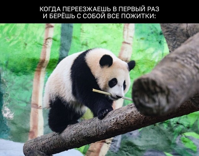 Панда Катюша повзрослела и съехала от мамы⁠⁠