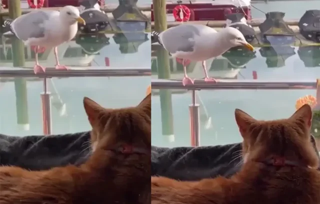 Разговор кота и чайки