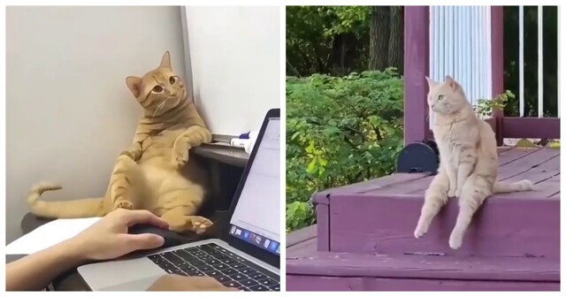 Когда пушистые забывают, как быть кошками