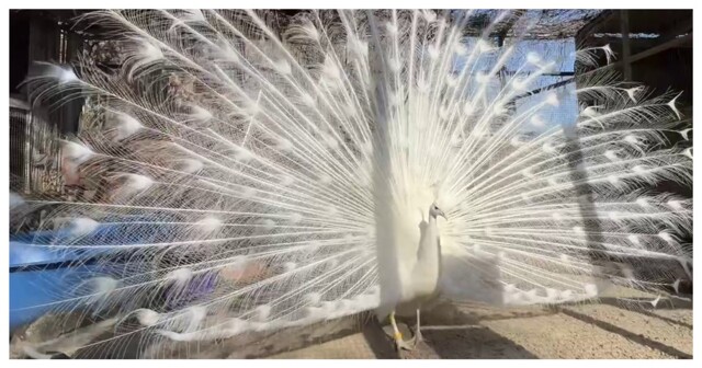 Великолепный павлин Денис