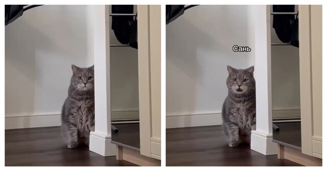 Кот хочет кушать