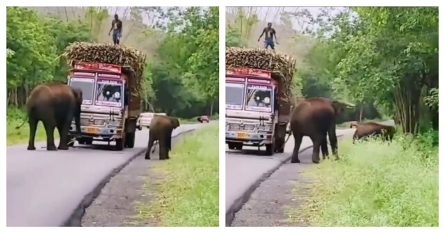 Слоновий рэкет на дороге в Индии