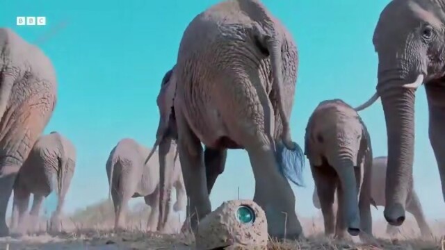 В дебрях африканской саванны даже слоновьи экскременты могут оказаться не тем, чем кажутся