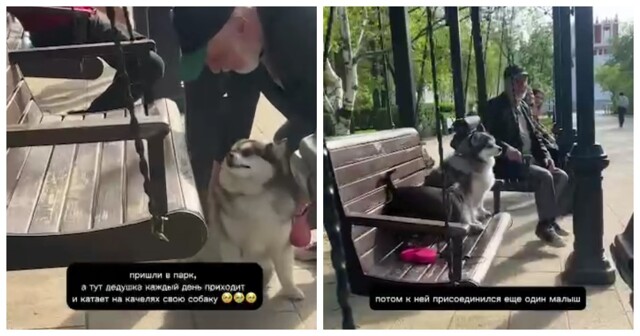 Дедушка каждый день приходит в парк, чтобы покатать своего пёсика на качелях