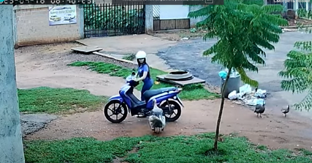 Индюк облюбовал припаркованный мотороллер, а потом "подрался" с владелицей транспорта