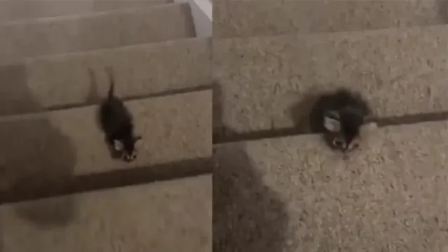 Маленький подвиг котёнка