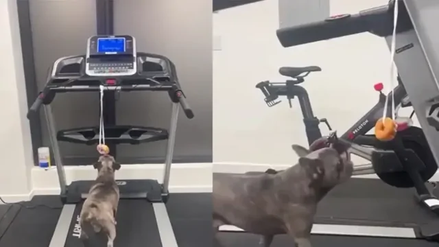 Пёс пытается добраться до пончика