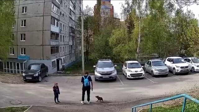 Женщина несколько раз ударила свою собаку из-за пролитого кофе