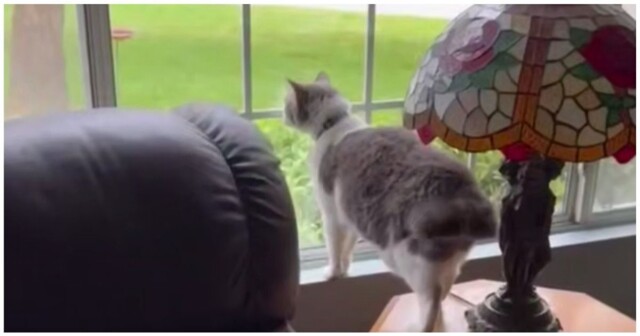 Кот, который рос вместе с собаками