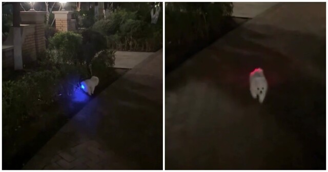 Пёс проглотил игрушку с подсветкой