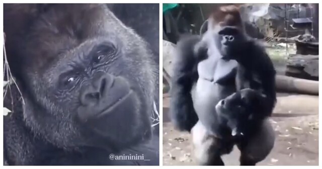 Папа-горилла любит проводить время с детёнышами, но мама-горилла не разрешает ему нянчиться с ними из-за их небольшого размера