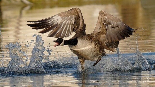 Минобороны Канады приготовилось к конфликту с гусями