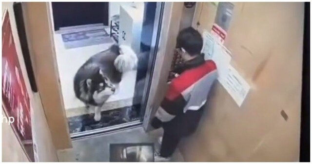 Пёс неожиданно напал на мужчину в лифте