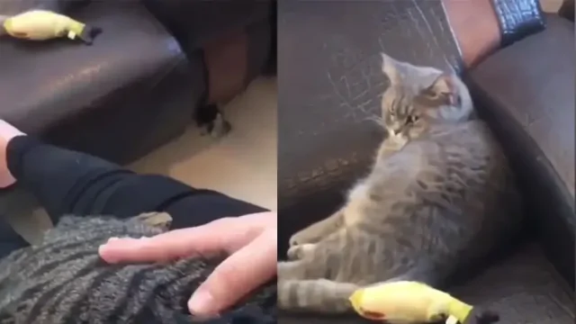 Обиженный кот