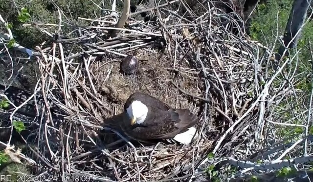 Черепаха сбежала из гнезда пернатых хищников