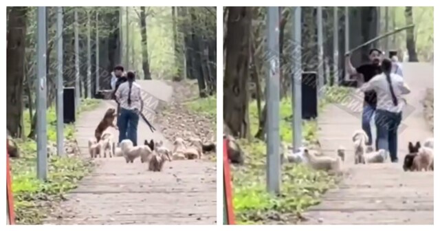 Конфликт двух любителей собак в Казани