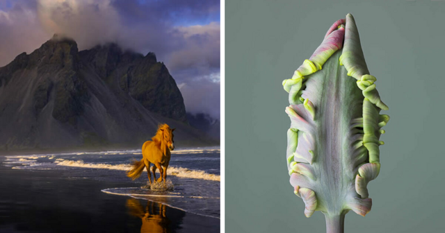 20 фотографий природы, удостоенных наград на церемонии Fine Art Photography Awards 2025