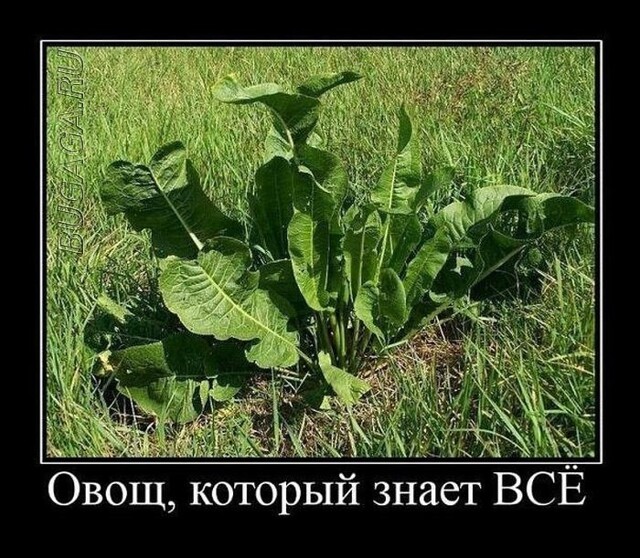 Демотиваторы для всех 