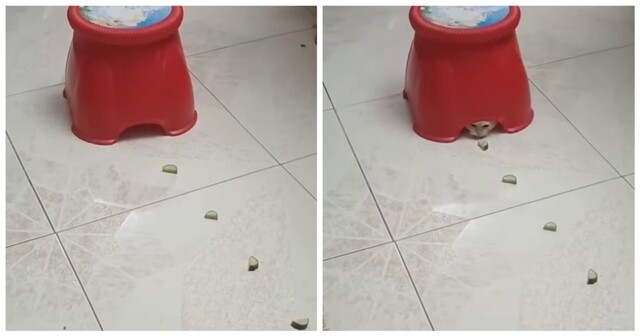 Прототип нового робота-пылесоса