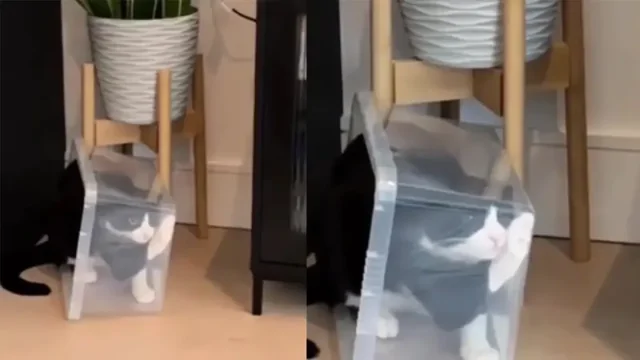 Кот "застрял" в ящике