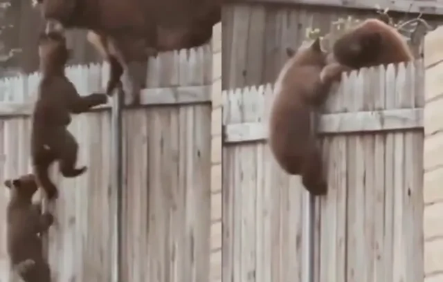 Медведица спешит на помощь