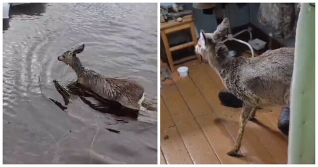 Сотрудники лесничества  спасли детёныша косули