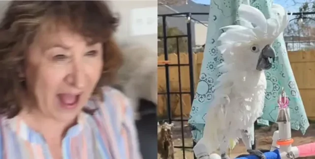 Попугай спустя 10 лет слепоты впервые увидел хозяйку после операции: трогательная реакция