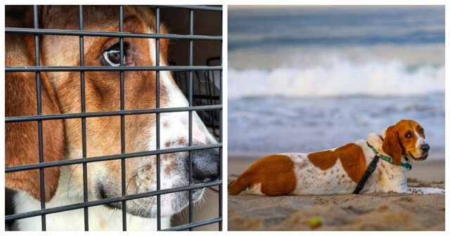 Пёс обрёл свободу после года мучений в лабораторных испытаниях