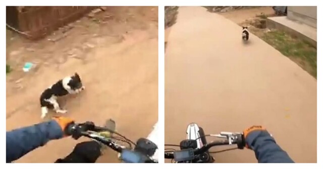 Парень пустился в погоню за псом