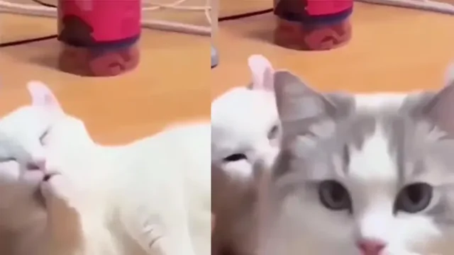 Кот-охранник