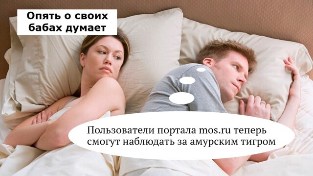 Теперь за амурским тигром Степаном можно наблюдать онлайн⁠⁠