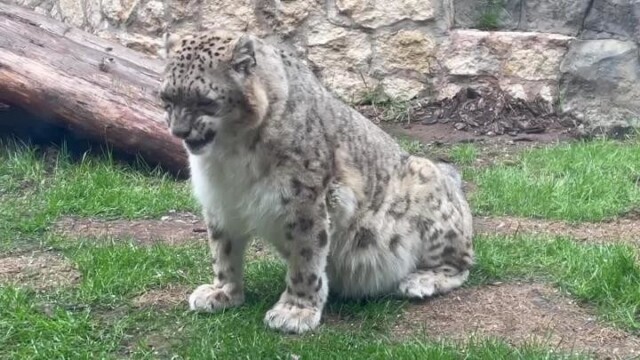 Как чихает снежный барс