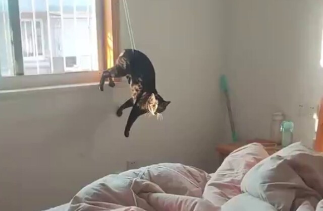 Коротко о котах и их «везении»