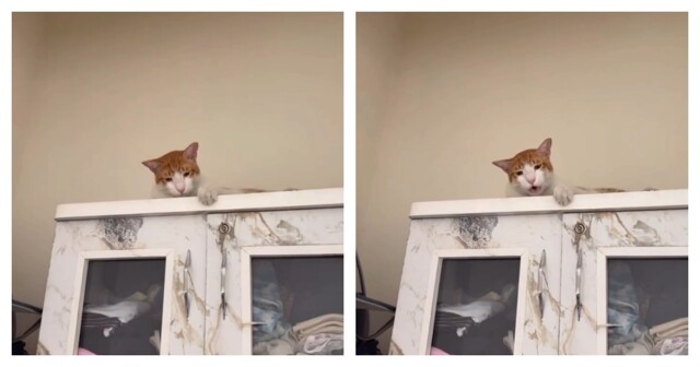 Кот сказал что-то важное