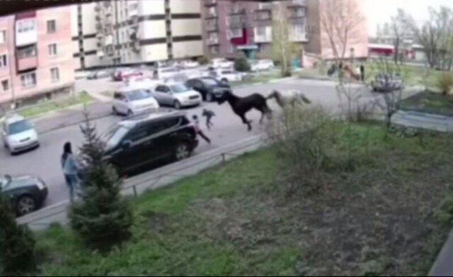 Два сбежавших коня сбили девочку во дворе дома