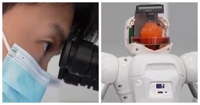 В Китае учёные вырастили мини-мозг и подключили его к роботу