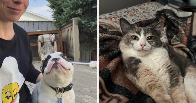 16 фотографий кошек и собак, по которым видно: они влюблены в своих людей