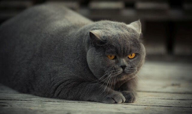 Из жизни упитанных котов