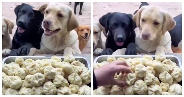 Собаки пришли на завтрак