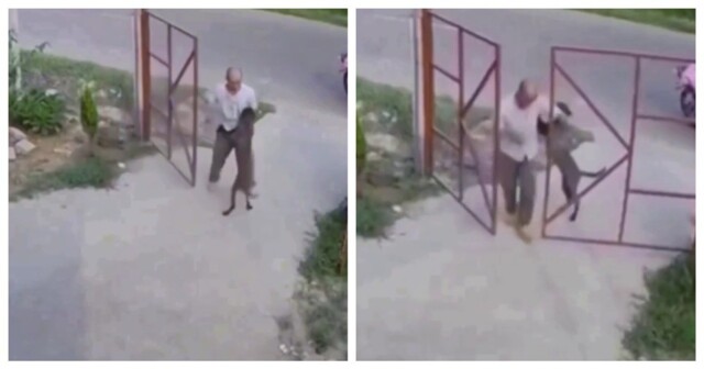 Собака не хочет расставаться с хозяином