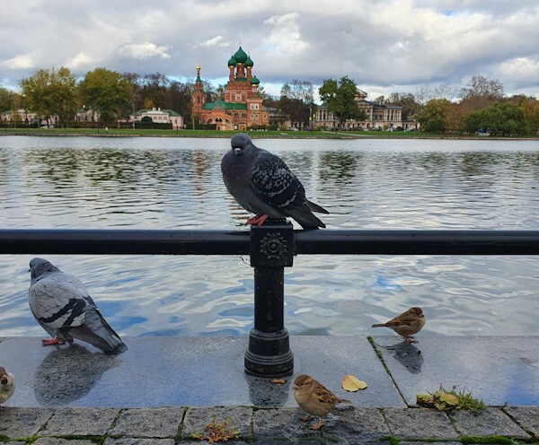 Голубь в Москве