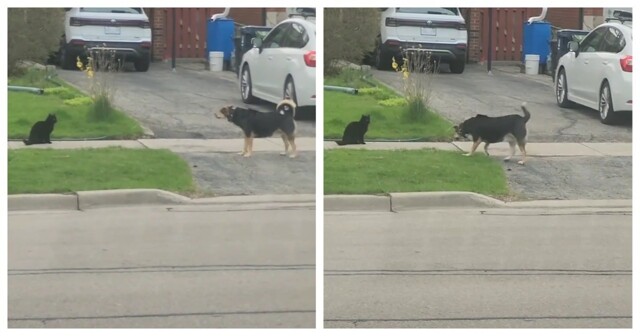 Забавный финал конфликта кота и пса