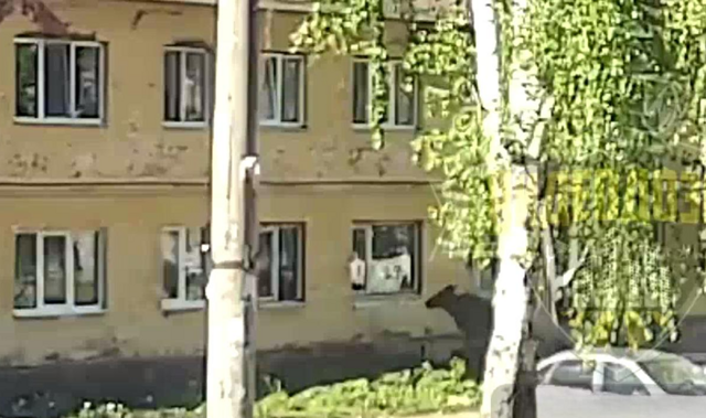 Попытка лося запрыгнуть в окно квартиры